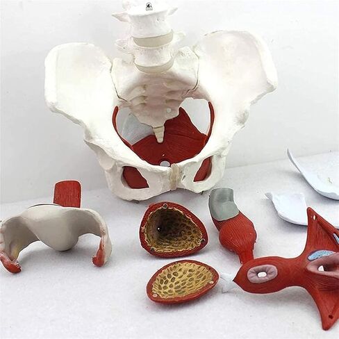 Female Abdominal Anatomy Model with Muscle Organs-Female Pelvis-Pelvic Model-Skeletal Pelvis in Kuwait