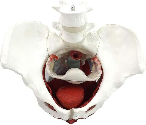 Female Abdominal Anatomy Model with Muscle Organs-Female Pelvis-Pelvic Model-Skeletal Pelvis in Kuwait