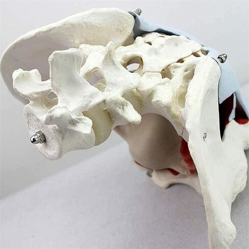 Female Abdominal Anatomy Model with Muscle Organs-Female Pelvis-Pelvic Model-Skeletal Pelvis in Kuwait