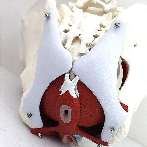 Female Abdominal Anatomy Model with Muscle Organs-Female Pelvis-Pelvic Model-Skeletal Pelvis in Kuwait