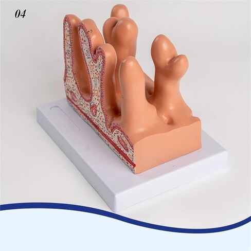Human Intestinal Villus Disease Model, Flesh in Kuwait