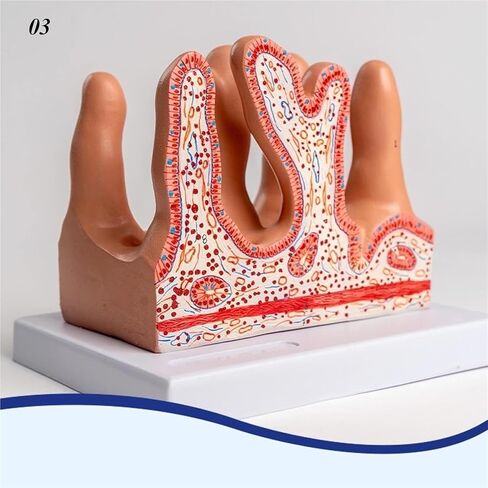 Human Intestinal Villus Disease Model, Flesh in Kuwait