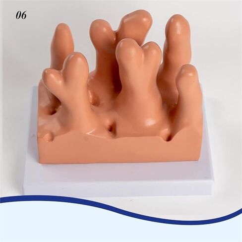 Human Intestinal Villus Disease Model, Flesh in Kuwait