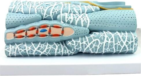 Anatomical Models, Smooth Muscle Tissue, and Visceral Organs are Used to Demonstrate Teaching in Kuwait