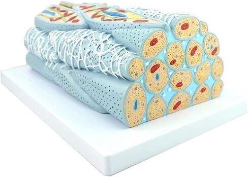 Anatomical Models, Smooth Muscle Tissue, and Visceral Organs are Used to Demonstrate Teaching in Kuwait