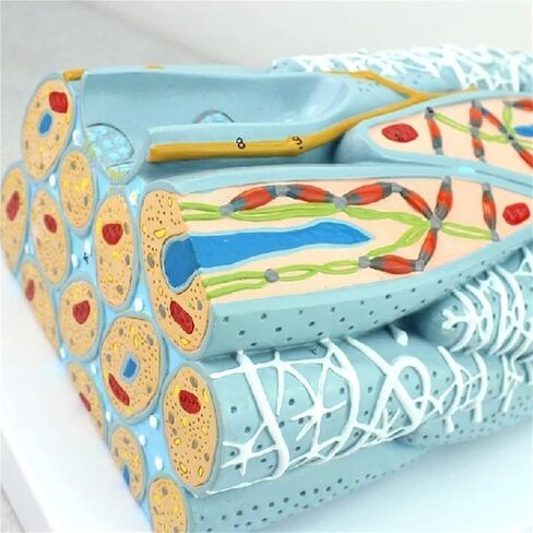 Anatomical Models, Smooth Muscle Tissue, and Visceral Organs are Used to Demonstrate Teaching in Kuwait