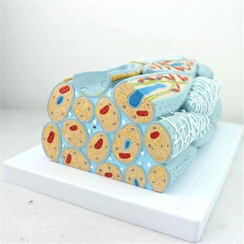 Anatomical Models, Smooth Muscle Tissue, and Visceral Organs are Used to Demonstrate Teaching in Kuwait