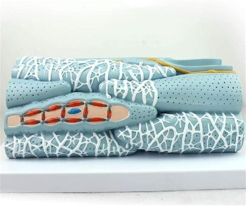 Anatomical Models, Smooth Muscle Tissue, and Visceral Organs are Used to Demonstrate Teaching in Kuwait