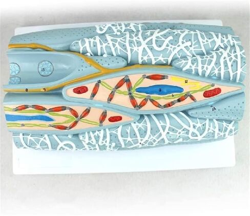 Anatomical Models, Smooth Muscle Tissue, and Visceral Organs are Used to Demonstrate Teaching in Kuwait