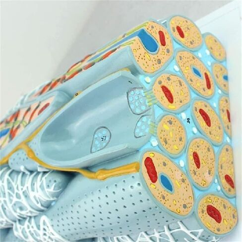 Anatomical Models, Smooth Muscle Tissue, and Visceral Organs are Used to Demonstrate Teaching in Kuwait