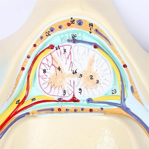 تشريح العمود الفقري، نموذج العمود الفقري العنقي الخامس، 40 هيكلًا تشريحيًا ملحوظًا، وهياكل داخلية مفصلة in Kuwait