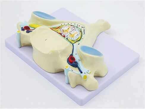 تشريح العمود الفقري، نموذج العمود الفقري العنقي الخامس، 40 هيكلًا تشريحيًا ملحوظًا، وهياكل داخلية مفصلة in Kuwait