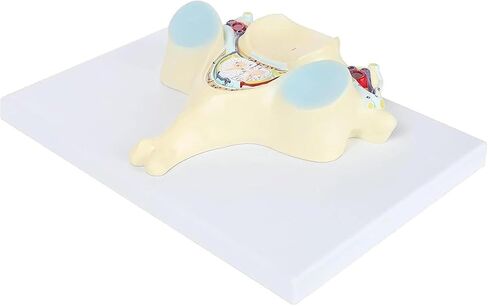 تشريح العمود الفقري، نموذج العمود الفقري العنقي الخامس، 40 هيكلًا تشريحيًا ملحوظًا، وهياكل داخلية مفصلة in Kuwait