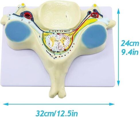 تشريح العمود الفقري، نموذج العمود الفقري العنقي الخامس، 40 هيكلًا تشريحيًا ملحوظًا، وهياكل داخلية مفصلة in Kuwait
