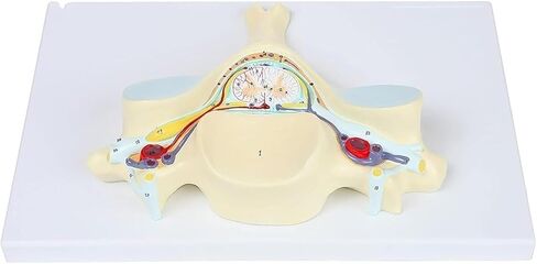 تشريح العمود الفقري، نموذج العمود الفقري العنقي الخامس، 40 هيكلًا تشريحيًا ملحوظًا، وهياكل داخلية مفصلة in Kuwait