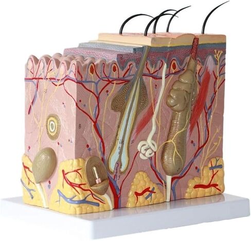 50 Times Magnified Anatomical Model for Science Classroom Learning Display Teaching Medical in Kuwait