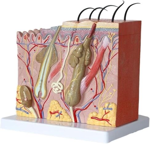 50 Times Magnified Anatomical Model for Science Classroom Learning Display Teaching Medical in Kuwait