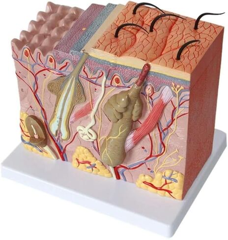50 Times Magnified Anatomical Model for Science Classroom Learning Display Teaching Medical in Kuwait