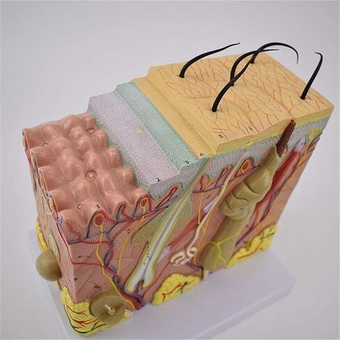 50 Times Magnified Anatomical Model for Science Classroom Learning Display Teaching Medical in Kuwait