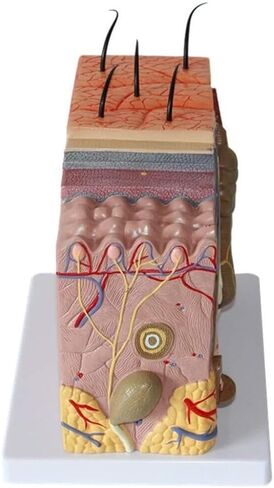 50 Times Magnified Anatomical Model for Science Classroom Learning Display Teaching Medical in Kuwait