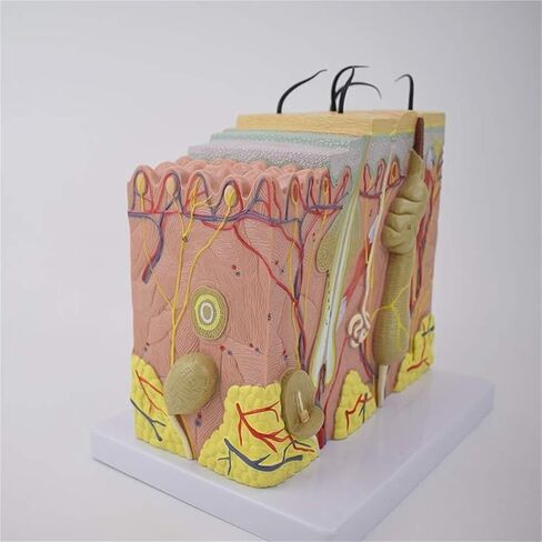50 Times Magnified Anatomical Model for Science Classroom Learning Display Teaching Medical in Kuwait