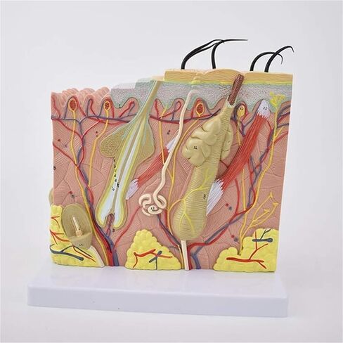 50 Times Magnified Anatomical Model for Science Classroom Learning Display Teaching Medical in Kuwait