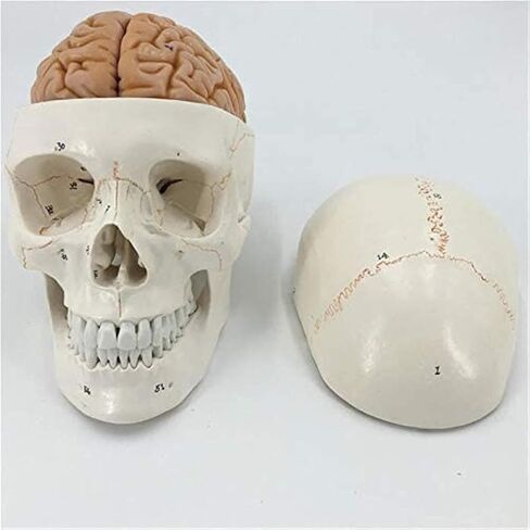 Life-Size Numbered Skull with Brain Model Anatomy Skeleton Veterinary Science Exploded in Kuwait