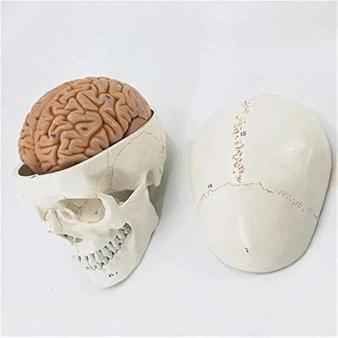 Life-Size Numbered Skull with Brain Model Anatomy Skeleton Veterinary Science Exploded in Kuwait