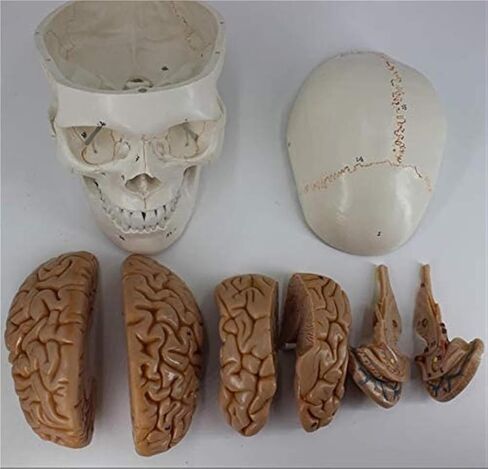 Life-Size Numbered Skull with Brain Model Anatomy Skeleton Veterinary Science Exploded in Kuwait