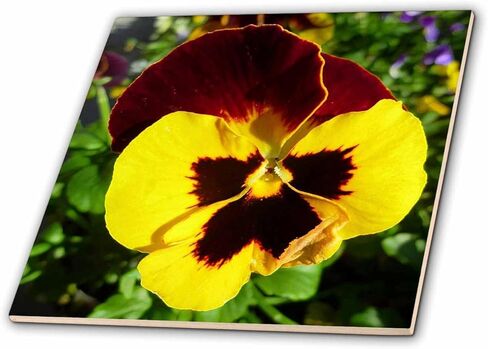 3dRose ct_35309_2 Yellow Burnt Red Pansy-Ceramic Tile, 6-Inch in Kuwait
