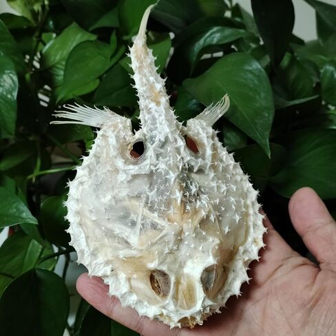5.9 Inches Real Hairtail Fish Skull, Large Swordfish Skull, Animal Skeleton Specimen Model Taxidermy Science Education Collectibles (Hairtail Fish) in Saudi Arabia