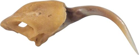 One (1) Real Rattlesnake Fang #2 (Not Perfect) in Saudi Arabia