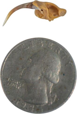 One (1) Real Rattlesnake Fang #2 (Not Perfect) in Saudi Arabia