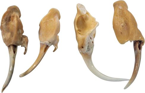 One (1) Real Rattlesnake Fang #2 (Not Perfect) in Saudi Arabia