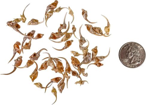 One (1) Real Rattlesnake Fang #2 (Not Perfect) in Saudi Arabia