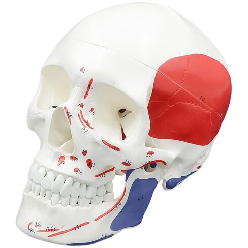 Numbered Human Skull Model,Colorful Human Anatomy Exploded Skull,3 Parts and 55pcs Labeled Numbered for Student Study,Teaching Demonstration and Medical Education Display in Saudi Arabia