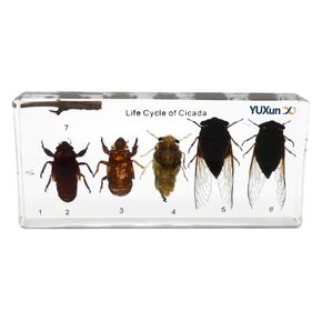 Lifecycle of a Cicada Development Specimen Paperweight Insect Animal Specimen for Science Education in Kuwait