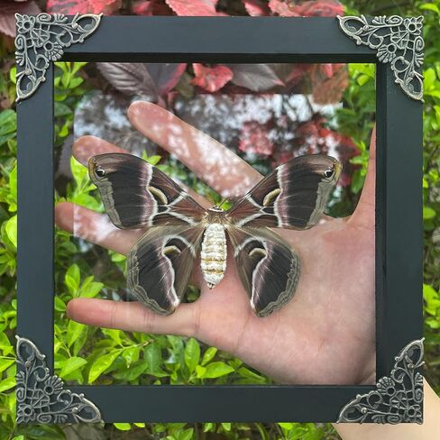 Moth Atlas Butterfly Wooden Framed Dead Dried Bug Beetle Shadow Box Black Taxidermy Specimen Display Oddity Tabletop Standable Wall Hanging Home Decor K16-42-KINH in Saudi Arabia