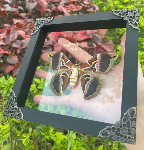 Moth Atlas Butterfly Wooden Framed Dead Dried Bug Beetle Shadow Box Black Taxidermy Specimen Display Oddity Tabletop Standable Wall Hanging Home Decor K16-42-KINH in Saudi Arabia