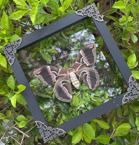 Moth Atlas Butterfly Wooden Framed Dead Dried Bug Beetle Shadow Box Black Taxidermy Specimen Display Oddity Tabletop Standable Wall Hanging Home Decor K16-42-KINH in Saudi Arabia