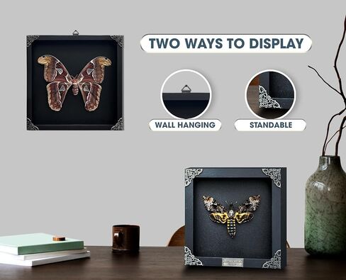 Moth Atlas Butterfly Wooden Framed Dead Dried Bug Beetle Shadow Box Black Taxidermy Specimen Display Oddity Tabletop Standable Wall Hanging Home Decor K16-42-KINH in Saudi Arabia