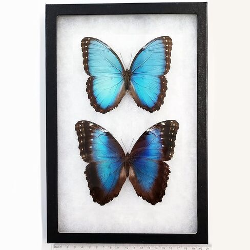 زوج من BicBugs Morpho peleides، ذكر وأنثى، فراشة زرقاء كوستاريكا، مؤطرة in Kuwait