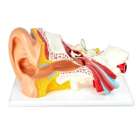 3X Magnification 4 Part Ear Anatomical Model Outer Middle Inner Ear Model for Medical Anatomy and Physiology Study Research Teaching Display with Base，Enlarged Human Ear Model Anatomy in Kuwait