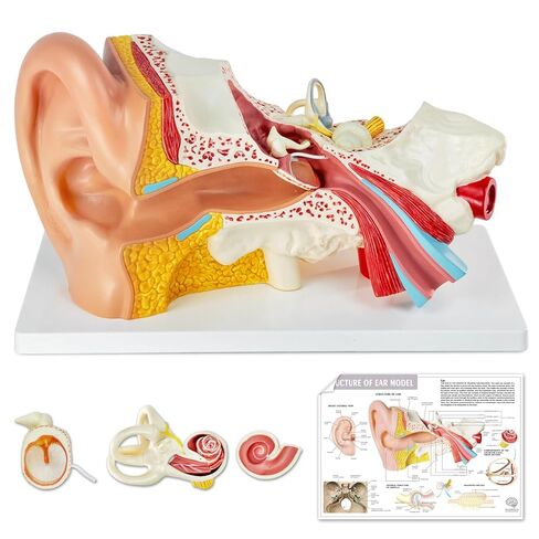 3X Magnification 4 Part Ear Anatomical Model Outer Middle Inner Ear Model for Medical Anatomy and Physiology Study Research Teaching Display with Base，Enlarged Human Ear Model Anatomy in Kuwait