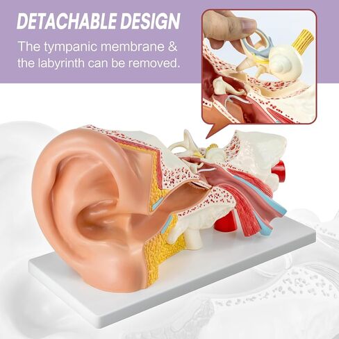 3X Magnification 4 Part Ear Anatomical Model Outer Middle Inner Ear Model for Medical Anatomy and Physiology Study Research Teaching Display with Base，Enlarged Human Ear Model Anatomy in Kuwait