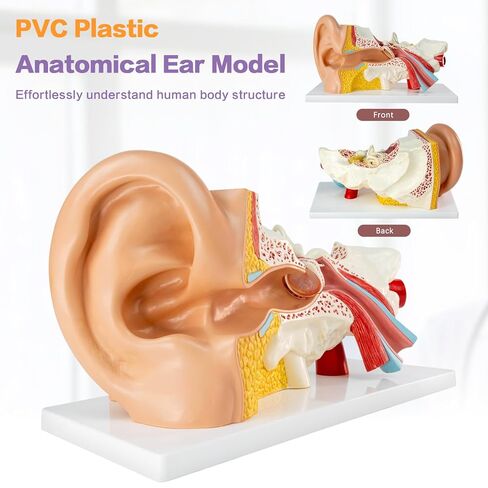 3X Magnification 4 Part Ear Anatomical Model Outer Middle Inner Ear Model for Medical Anatomy and Physiology Study Research Teaching Display with Base，Enlarged Human Ear Model Anatomy in Kuwait