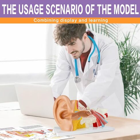 3X Magnification 4 Part Ear Anatomical Model Outer Middle Inner Ear Model for Medical Anatomy and Physiology Study Research Teaching Display with Base，Enlarged Human Ear Model Anatomy in Kuwait