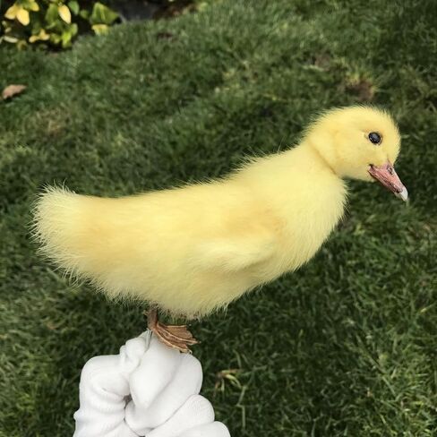 1pcs Taxidermy Stuffing Eurasian Young Duck Specimen Teaching/Decoration in Saudi Arabia