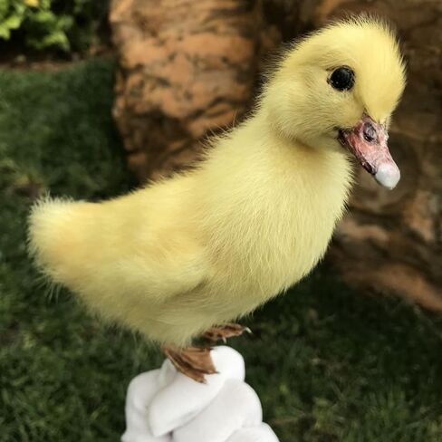 1pcs Taxidermy Stuffing Eurasian Young Duck Specimen Teaching/Decoration in Saudi Arabia