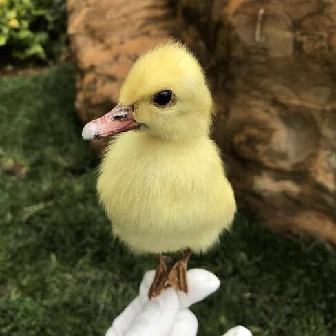 1pcs Taxidermy Stuffing Eurasian Young Duck Specimen Teaching/Decoration in Saudi Arabia